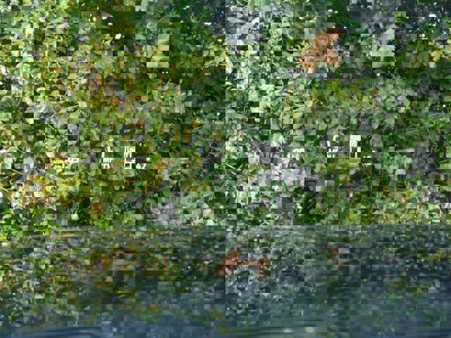 Certified 2024 Ford F350 Limited image 9