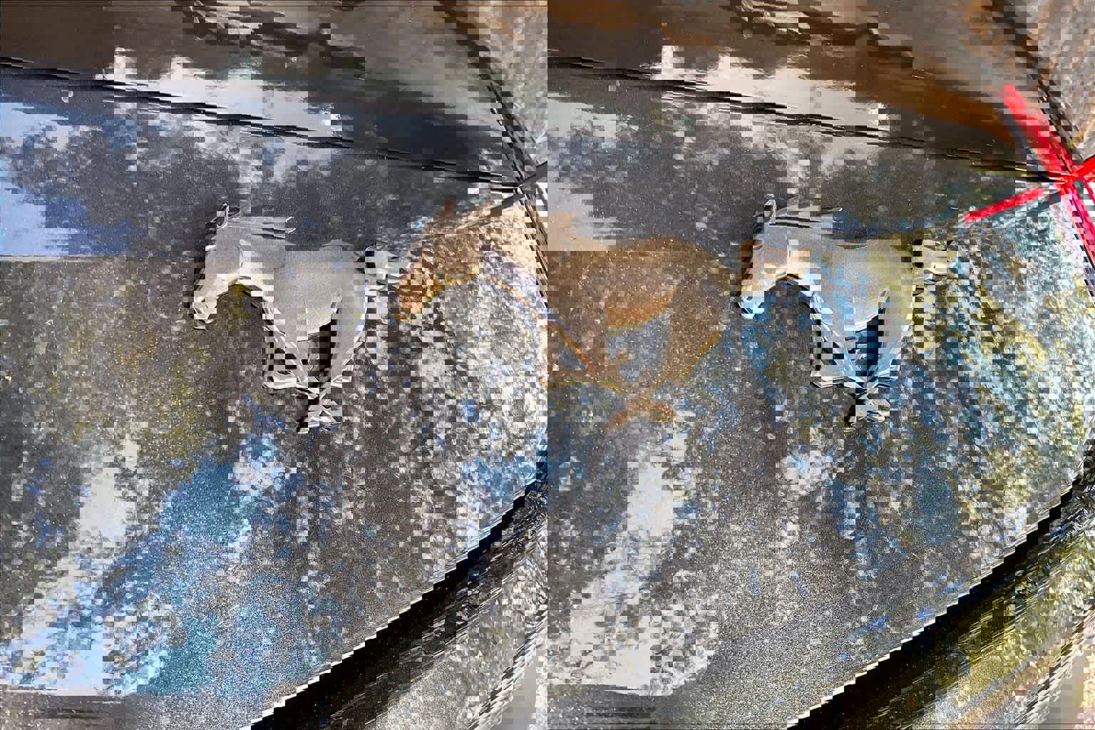 Certified 2024 Ford Mustang Premium image 30