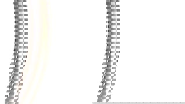 Certified 2019 Ford F150 Raptor w/ Equipment Group 802A Luxury image 17